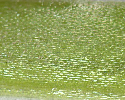 Wood Tick Safety