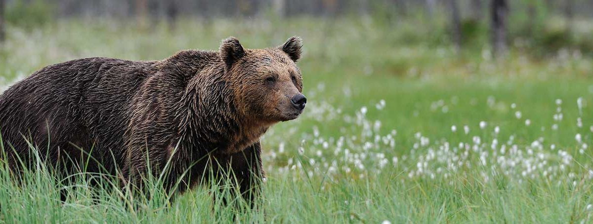 bear safety for workers