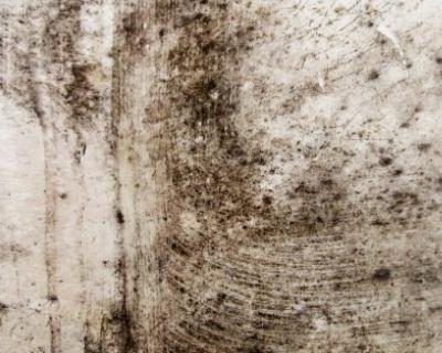 Mold Awareness (OSHA)