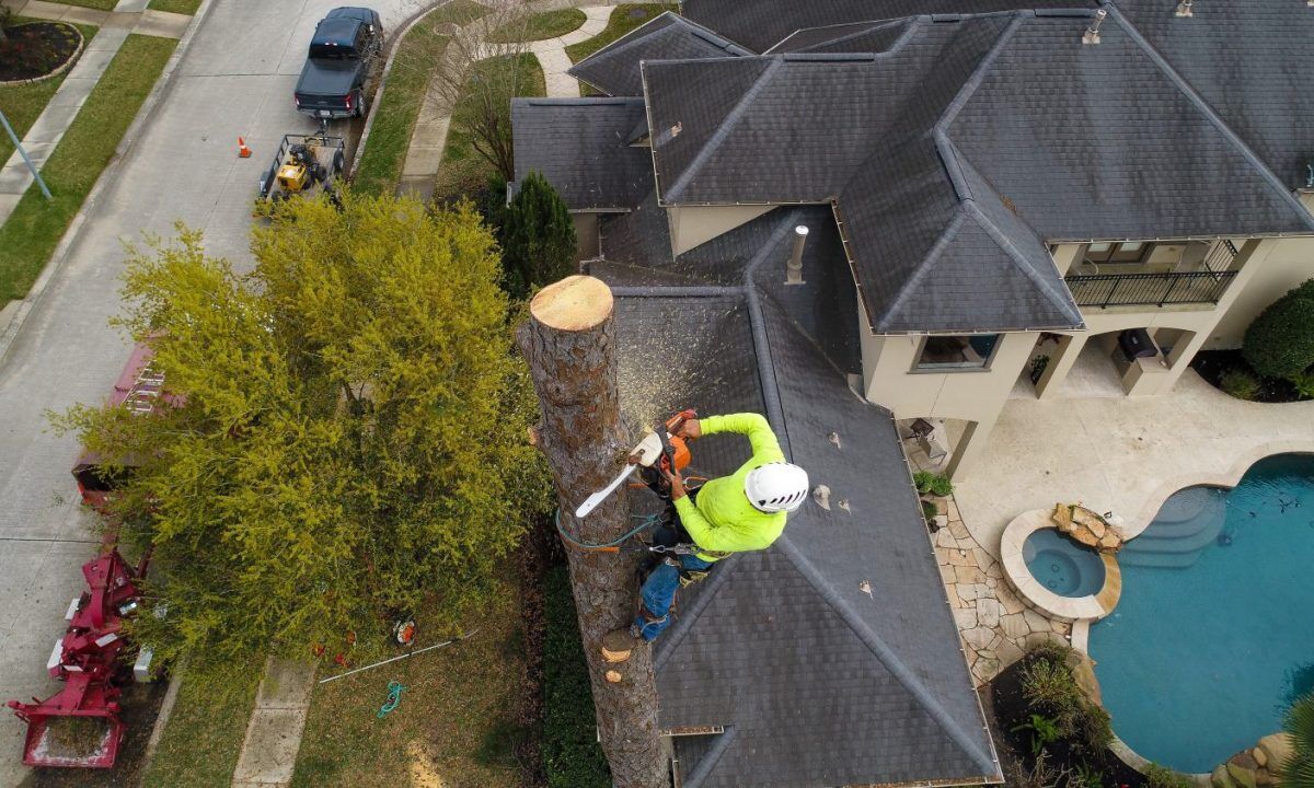 Arborist Removing a tree with a chainsaw