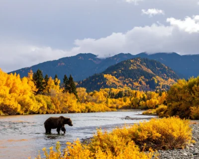 A bear in a U.S. mountain river during fall, used to illustrate workplace bear safety and wildlife risk training.