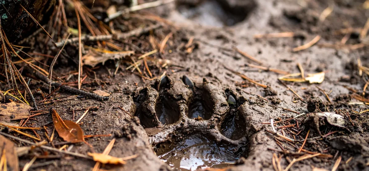 Close-up of bear paw prints in U.S. wilderness mud, used to train workers on recognizing wildlife signs for bear safety.