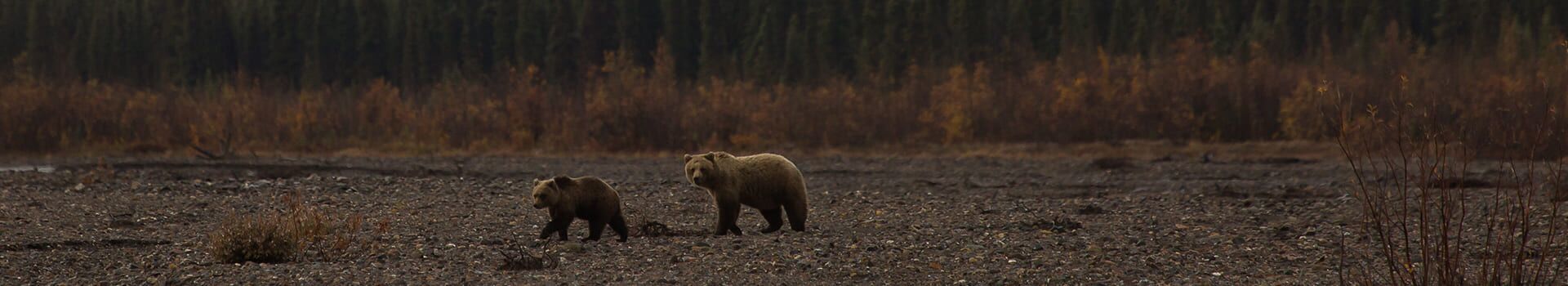 Wilderness & Bear Awareness