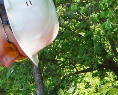 Personal Protective Equipment for Employees (PPE)