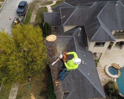 Arborist Removing a tree with a chainsaw