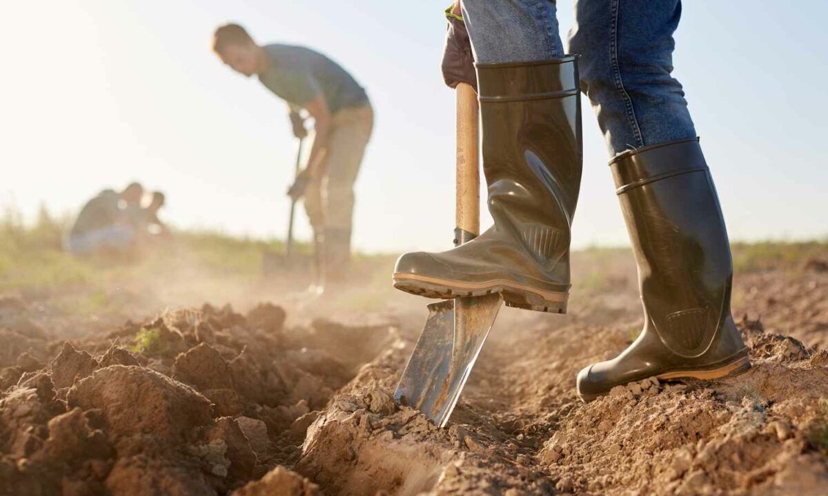 Side view closeup of unrecognizable workers digging soil with shovels and planting crops at vegetable plantation outdoors lit by sunlight, copy space