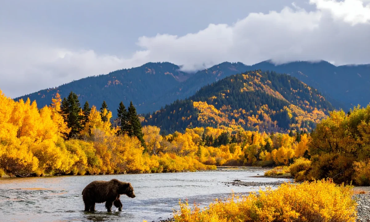 A bear in a U.S. mountain river during fall, used to illustrate workplace bear safety and wildlife risk training.