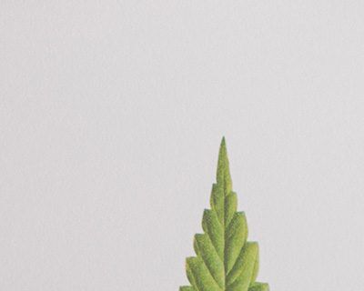 Managing Medical Marijuana in the Workplace